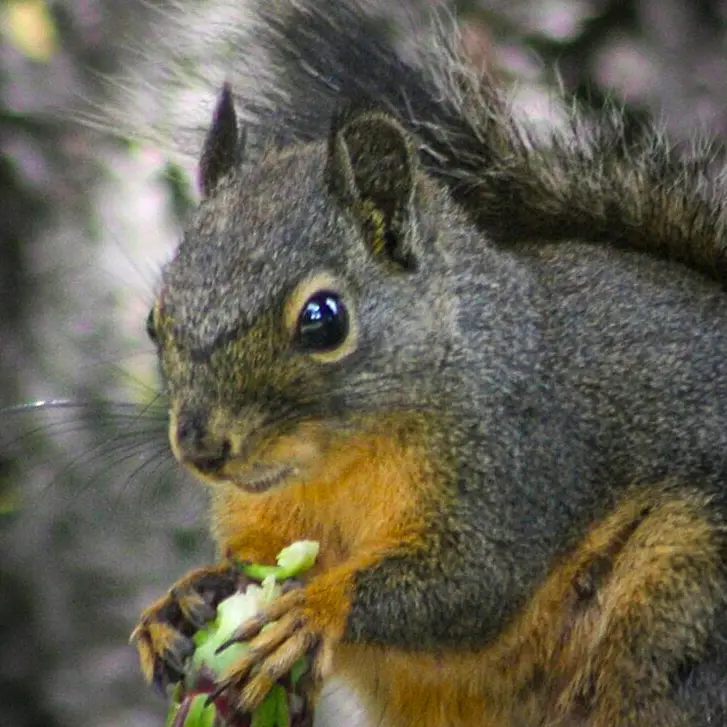 Douglas Squirrel face close-up showing a pale eye ring and warm rufous underparts