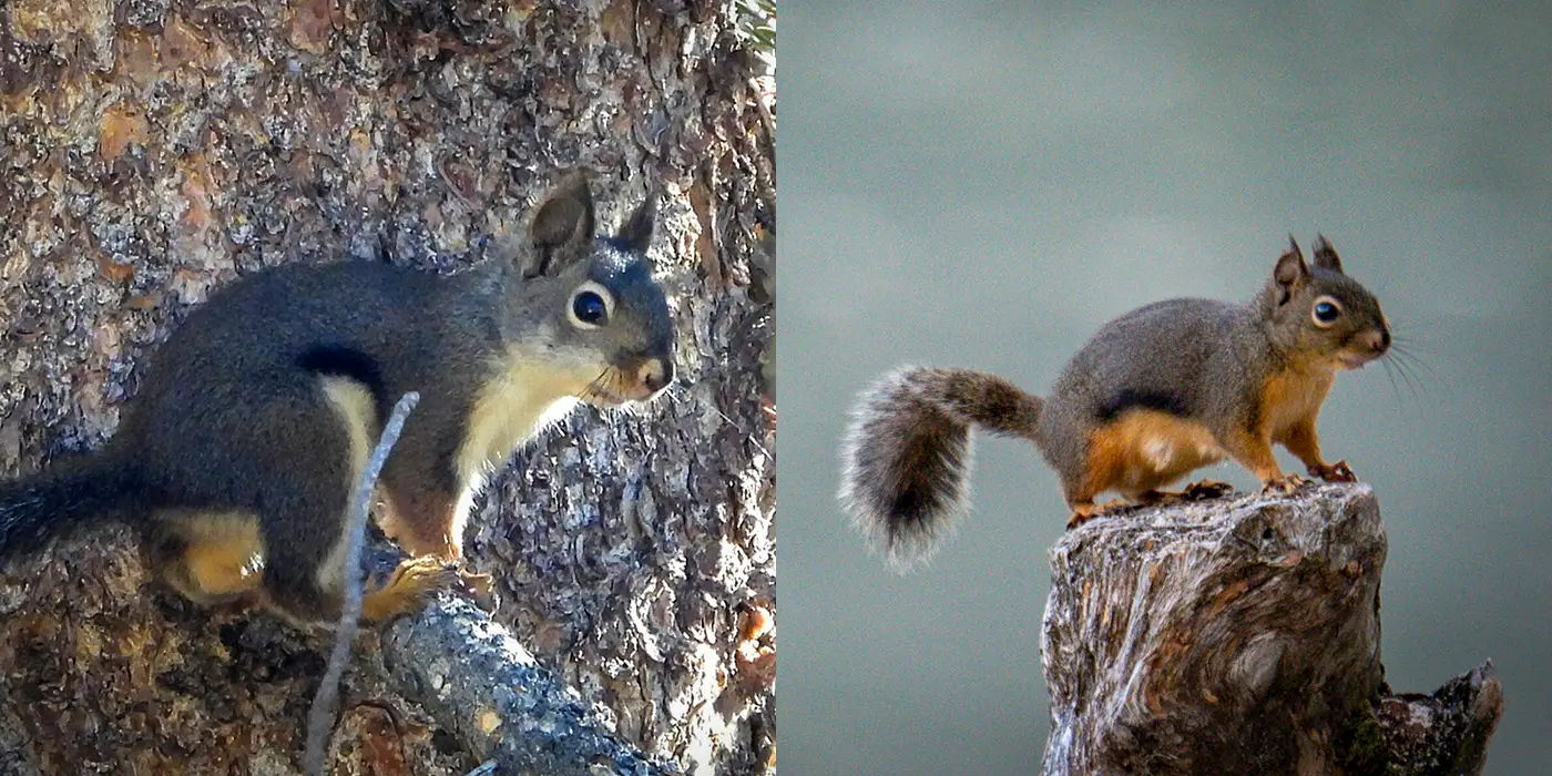 Two Douglas Squirrels in different seasonal coats: creamy buff belly in winter and spring, burnt orange in late summer and fall