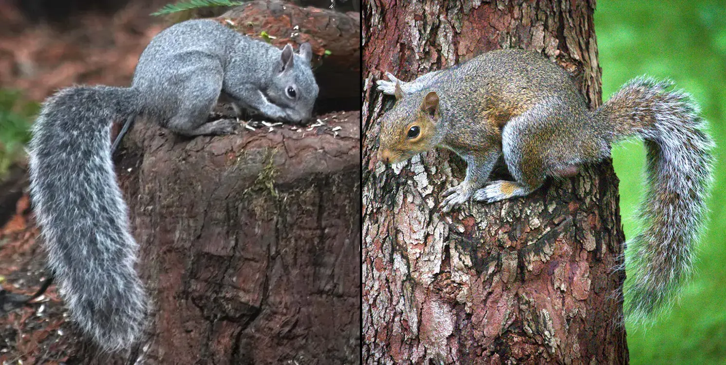 Side-by-side comparison: Western Gray Squirrel with a solid silver coat and a large feathery tail, and Eastern Gray Squirrel with warm brown tones and a denser tail