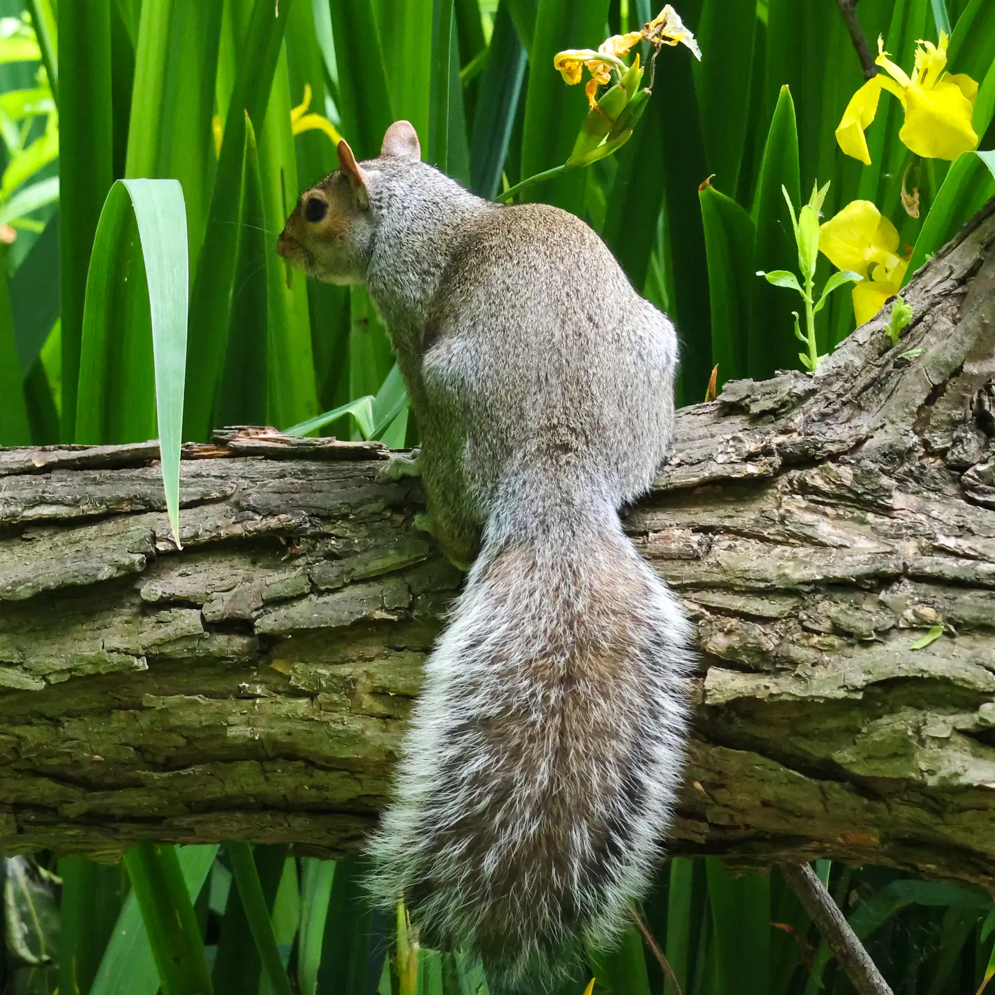 Eastern Gray Squirrel on a log, tail trailing behind — thinner and scruffier than the Western Gray, with white fringing
