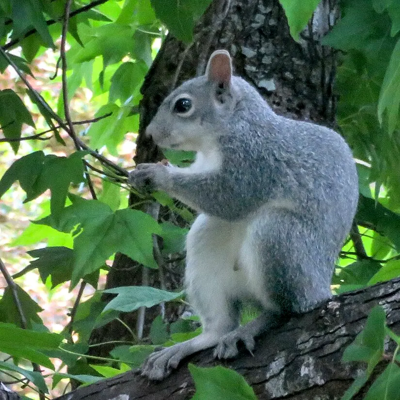 Western Gray Squirrel sitting up and eating, showing its white belly