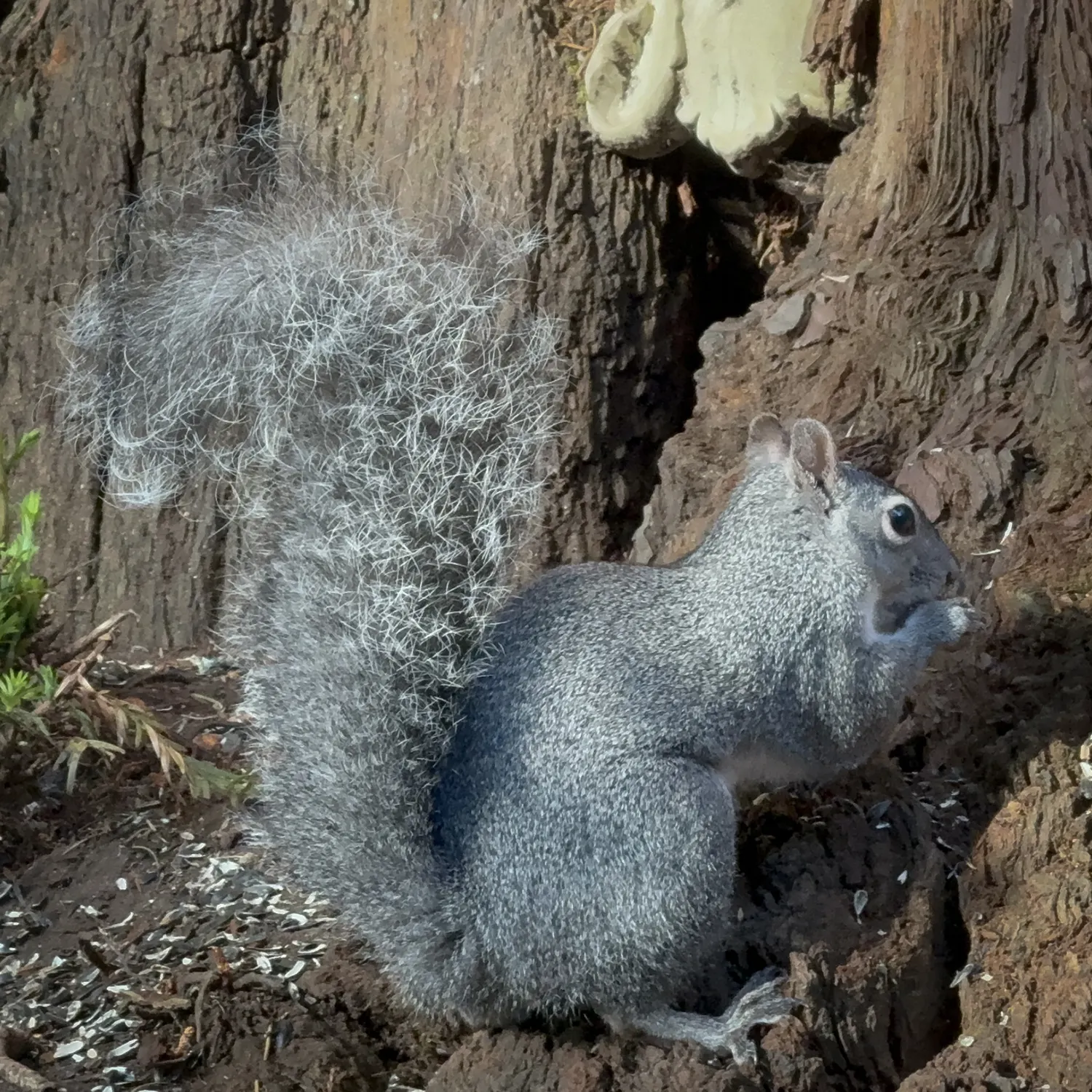 Western Gray Squirrel with a long, full, feathery silver-gray tail