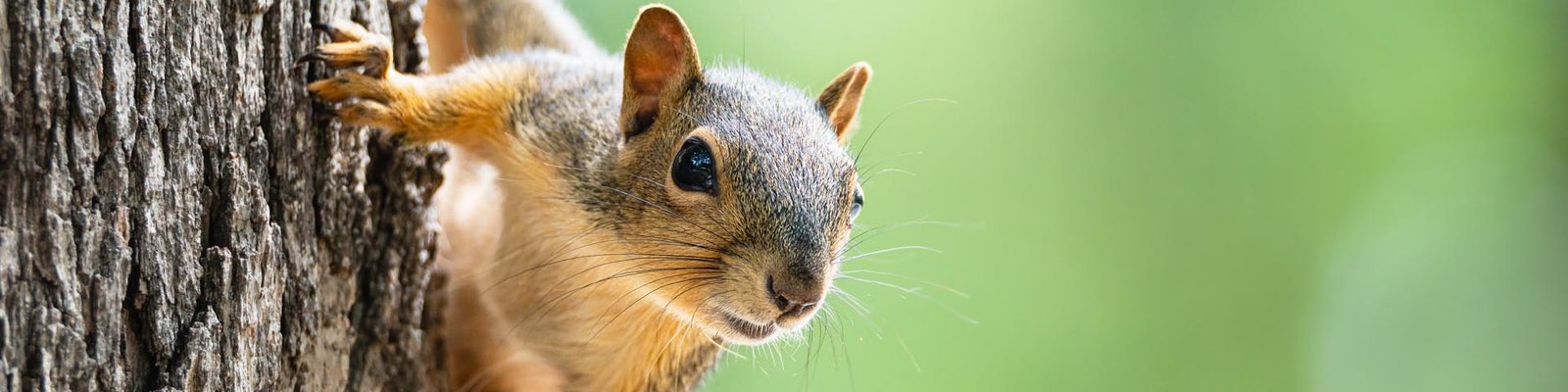 fox squirrel peeking