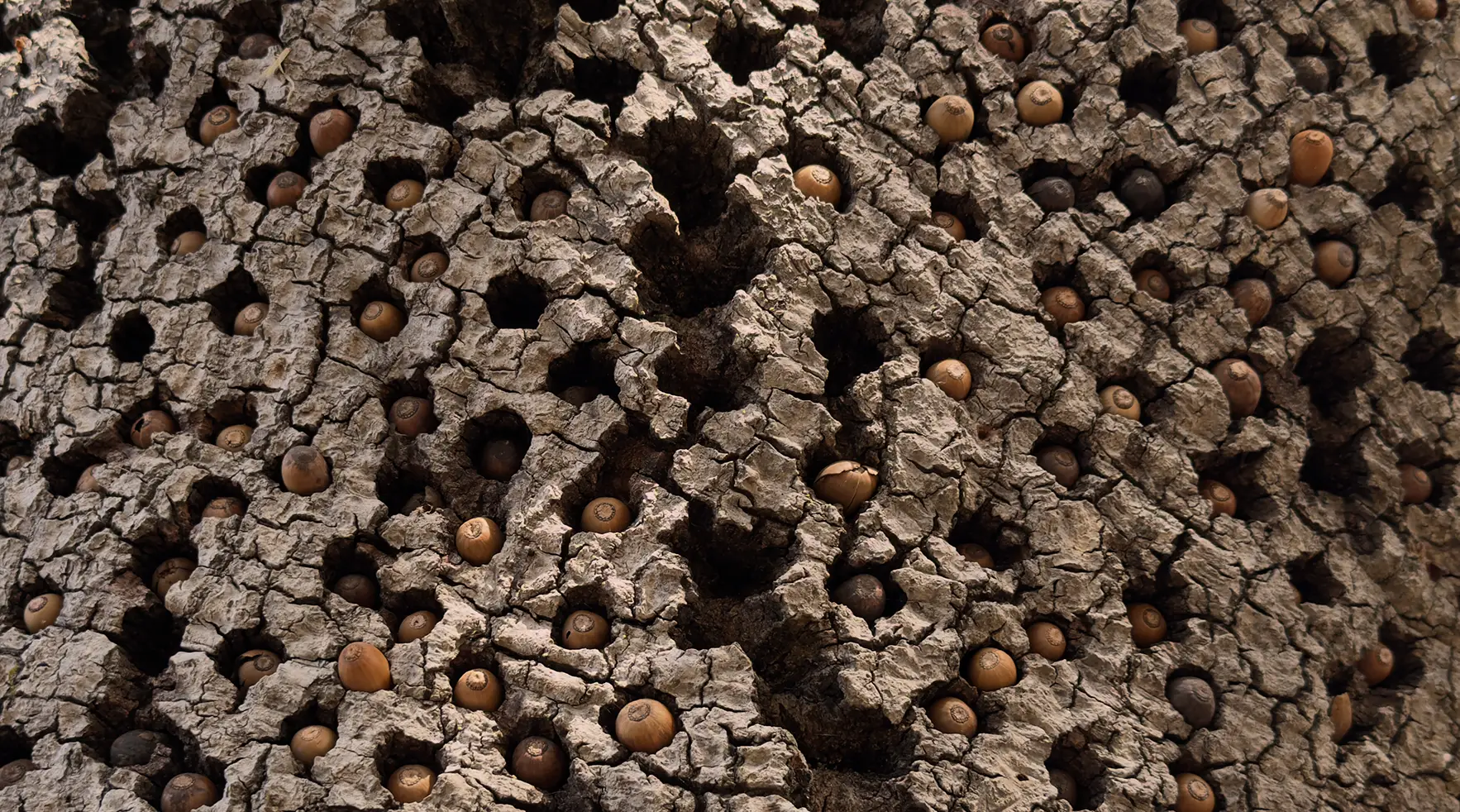 Deeply furrowed bark studded with hundreds of acorns in drilled holes