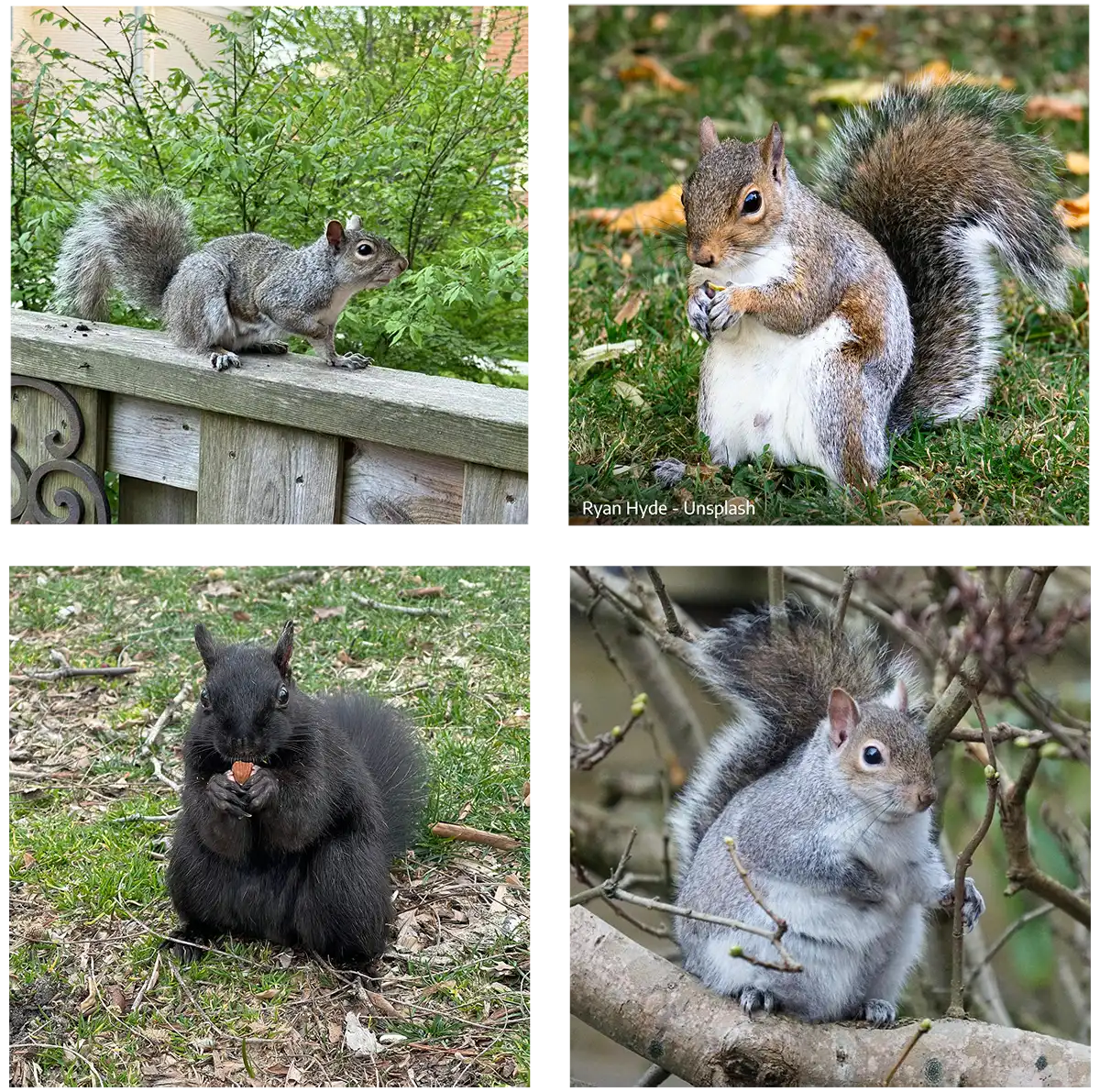 Four Eastern Gray Squirrels showing coat variation: typical gray, warm rufous-toned, all-black melanistic, and pale fluffy gray