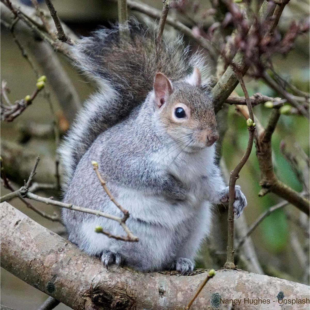 Chubby Eastern Gray squirrel