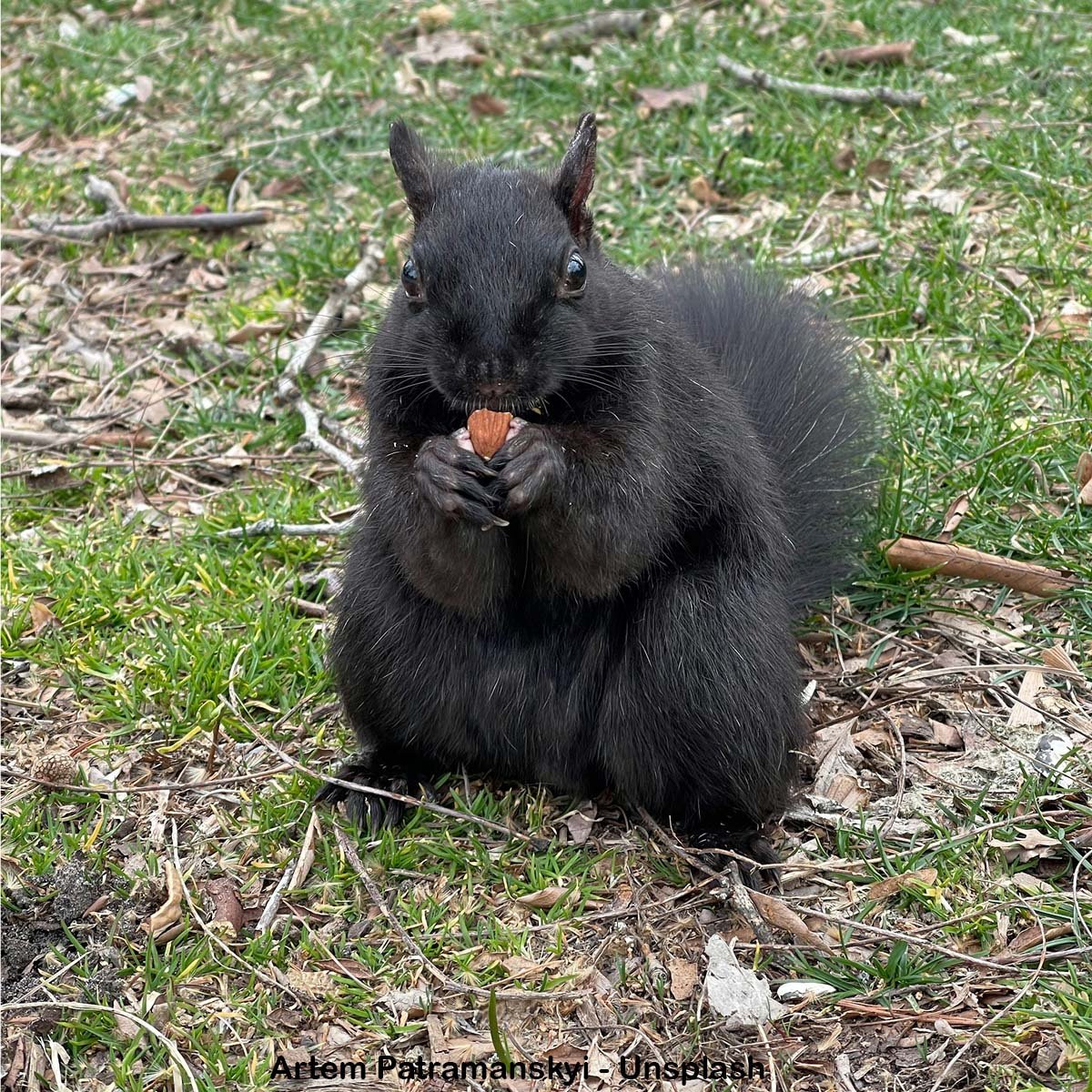 Melanistic Eastern Gray squirrel