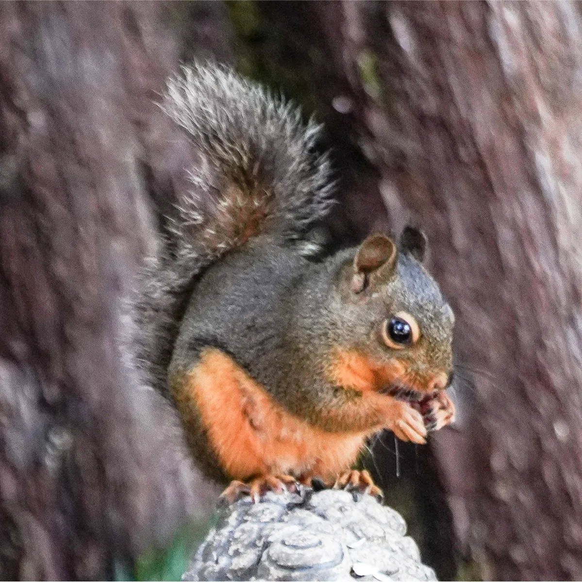 A Douglas Squirrel nibbling a seed.
