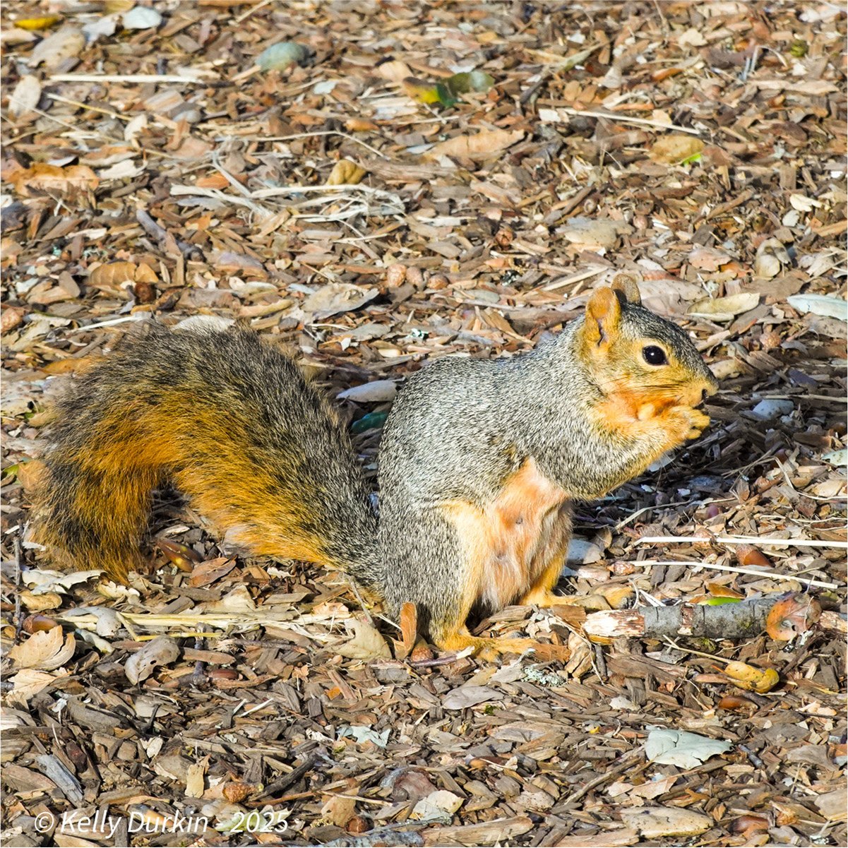 Fox squirrel sitting and eating