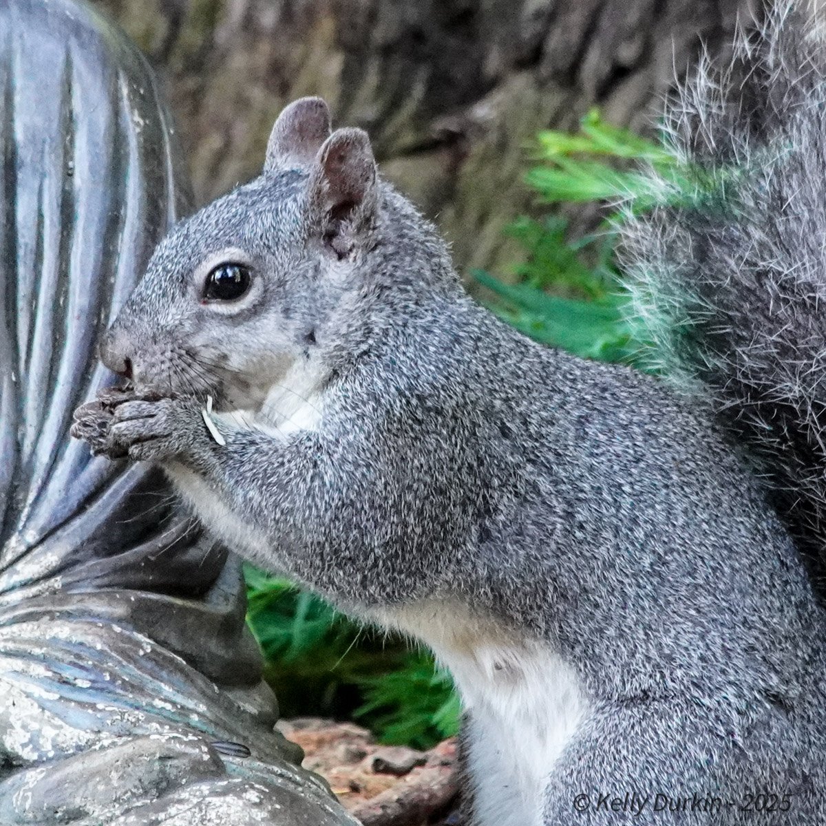 Western Gray Squirrel sitting upright with a bright white belly