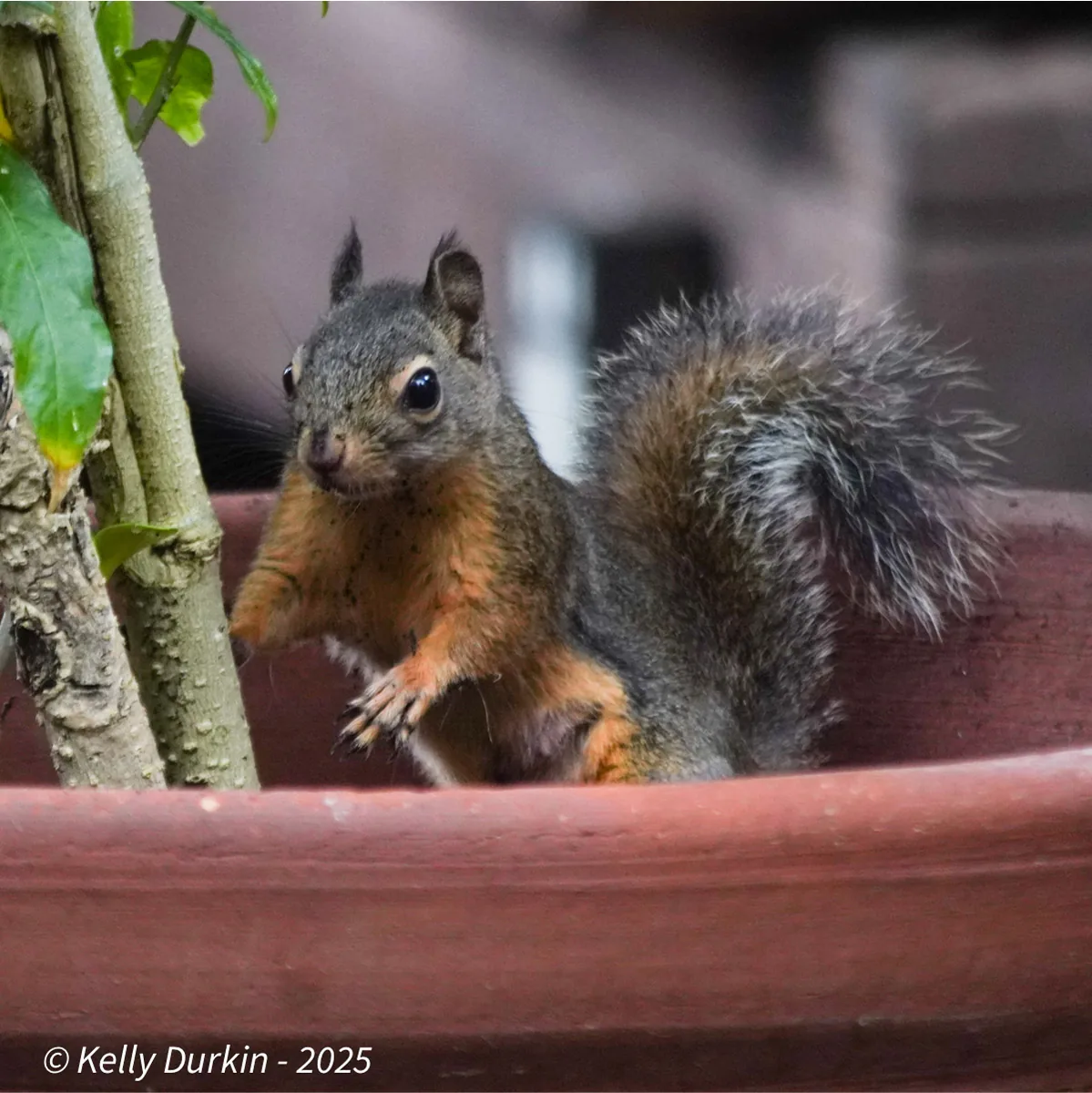 Douglas Squirrel face showing the distinctive pale eye ring