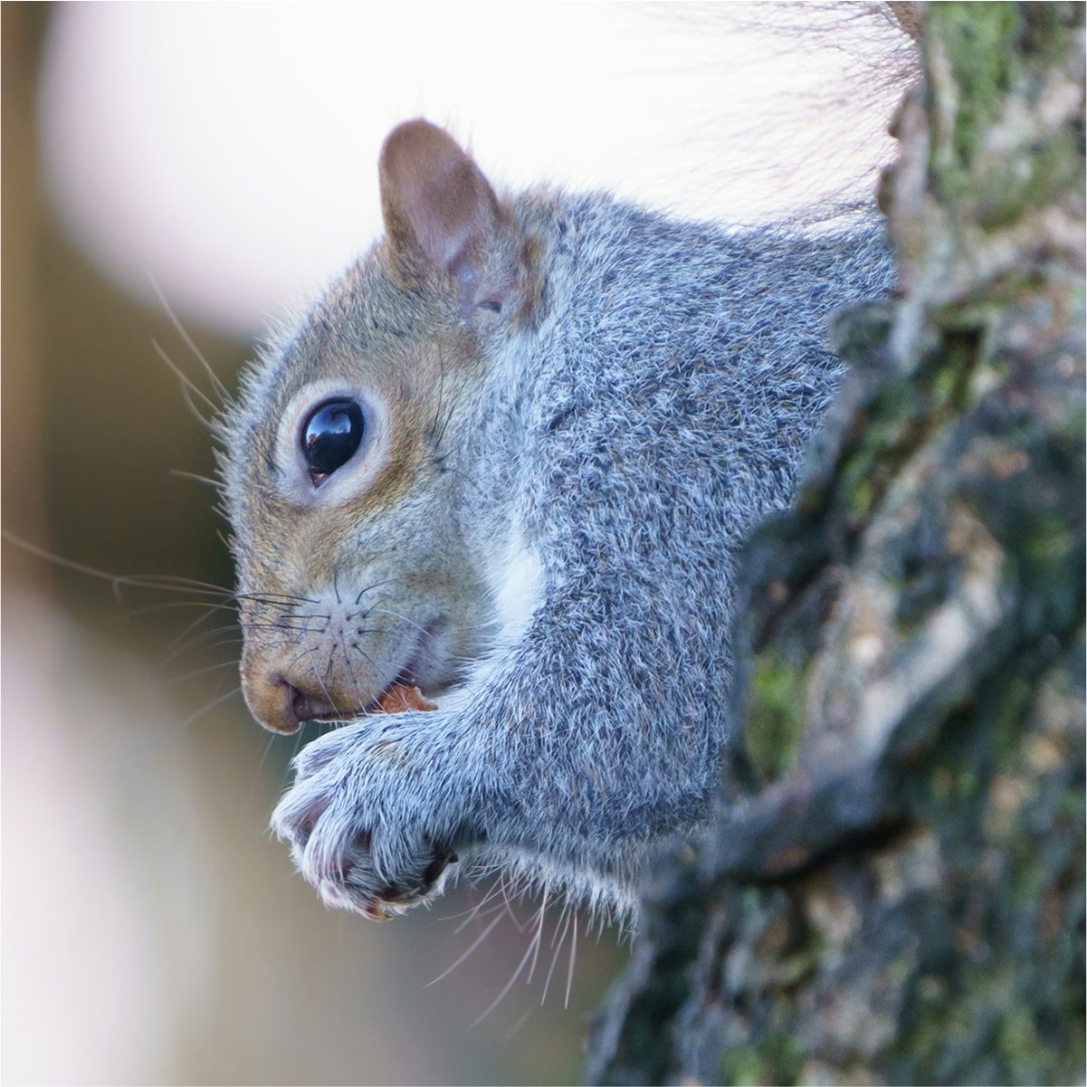 Eastern Gray squirrel head close-up