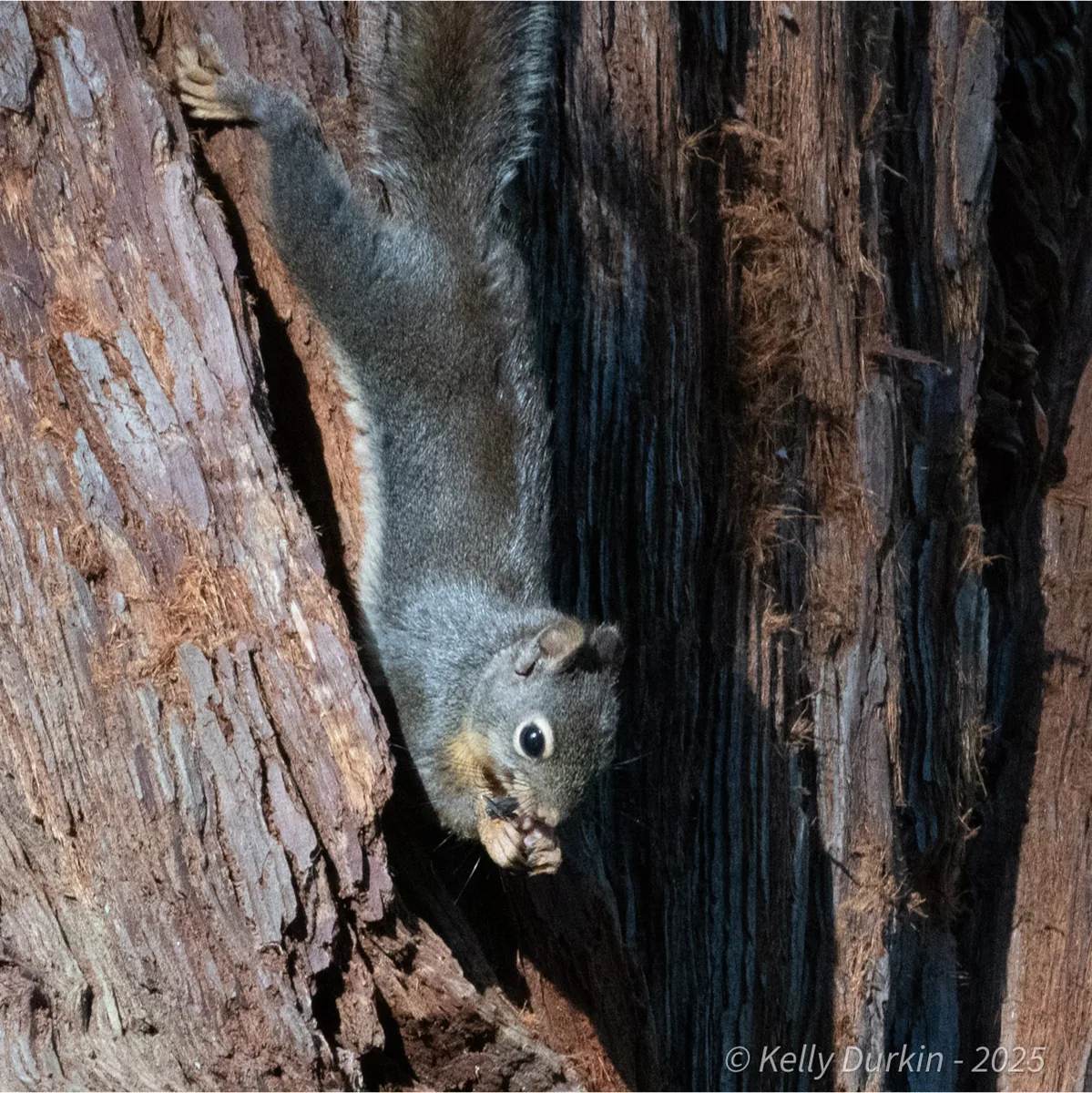 Douglas Squirrel perching on a branch, showing its reddish-brown coat