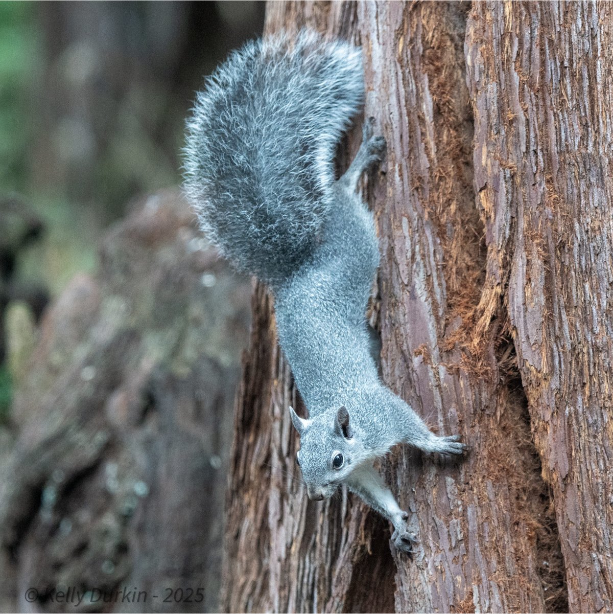 Western Gray squirrel perching