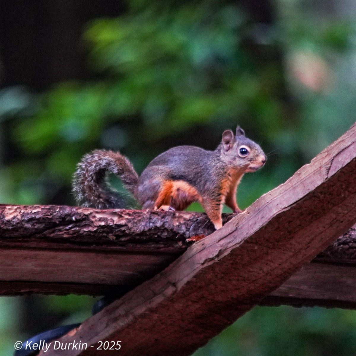 Douglas squirrel walking