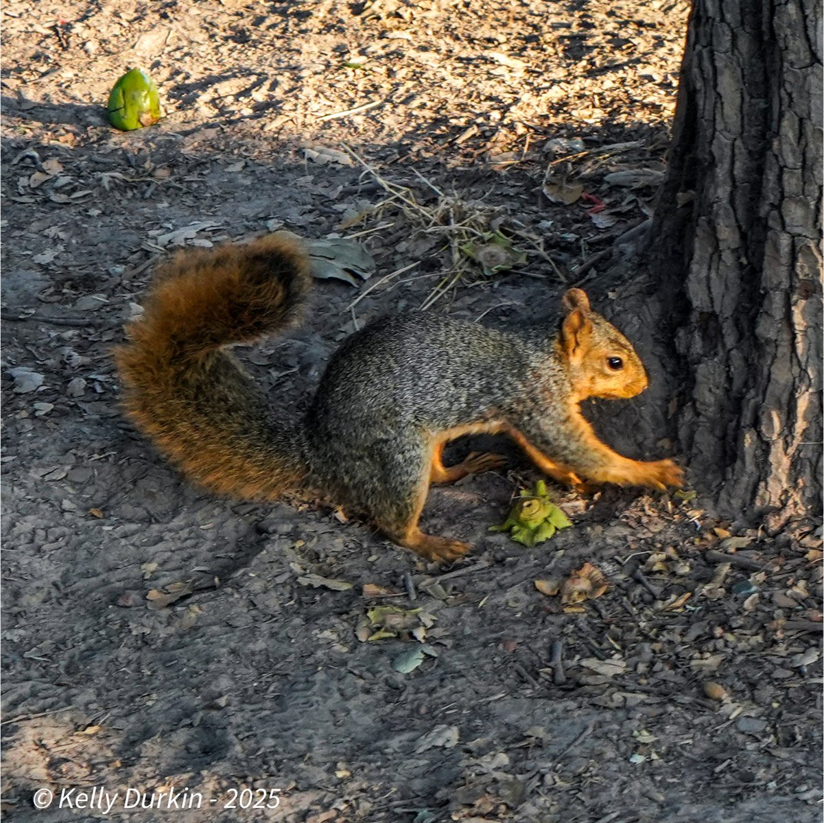 Fox squirrel walking
