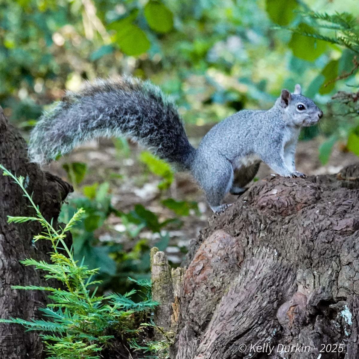 Western Gray squirrel walking