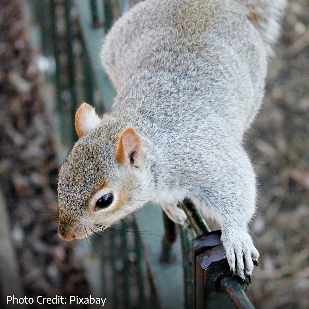 Eastern Gray Squirrel looking down from a branch