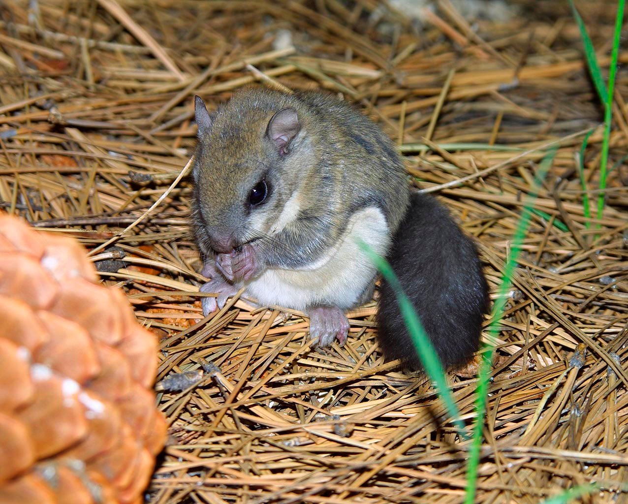 Flying squirrel photographed in Big Bear, California
