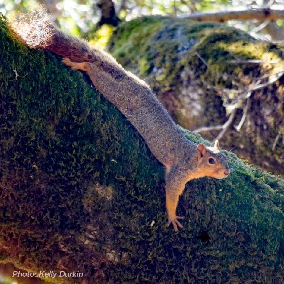 Fox squirrel perching
