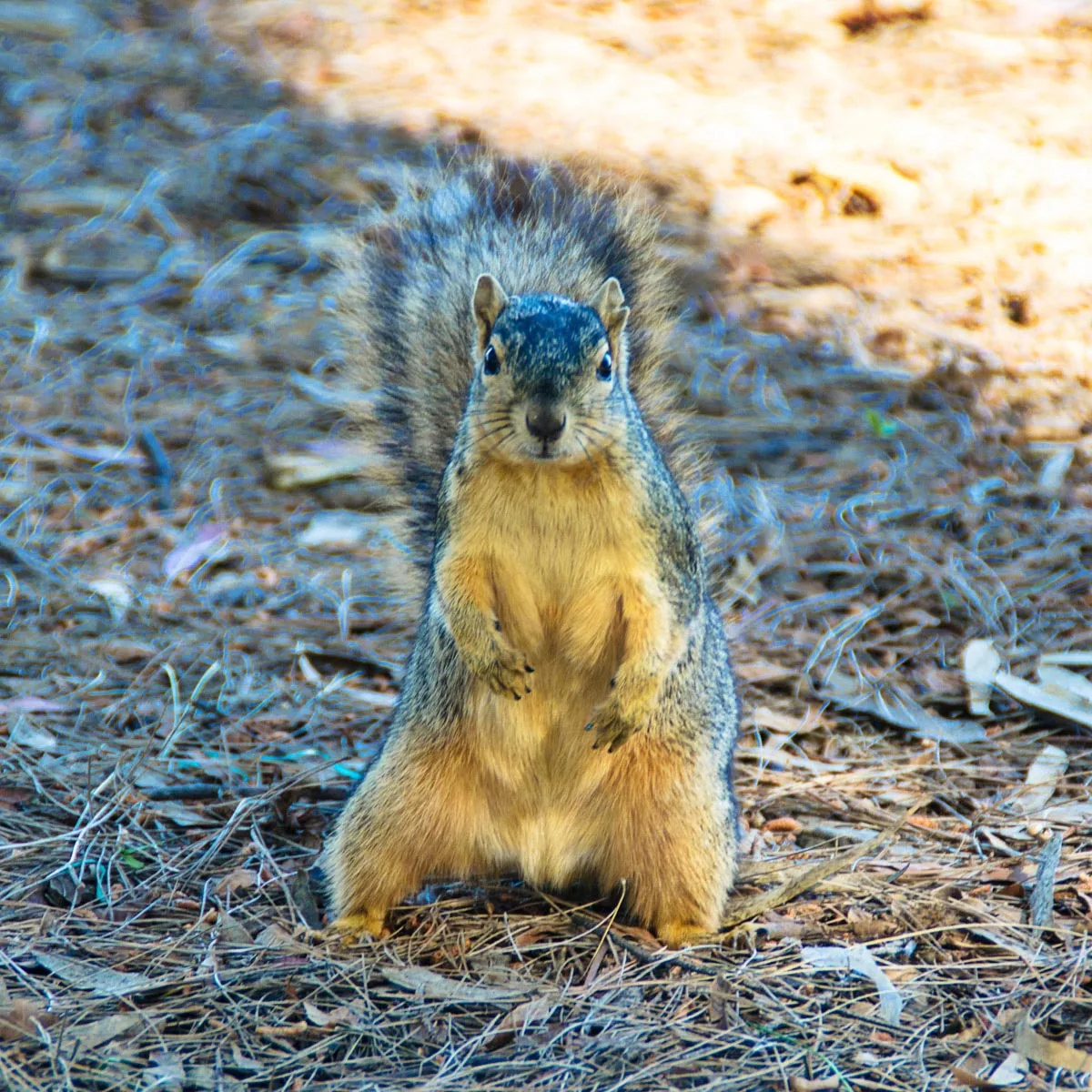 Fox Squirrel sitting upright on a branch