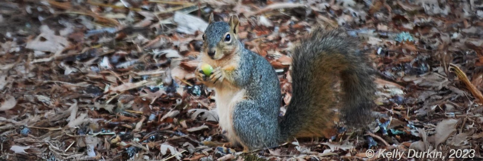 Fox Squirrel