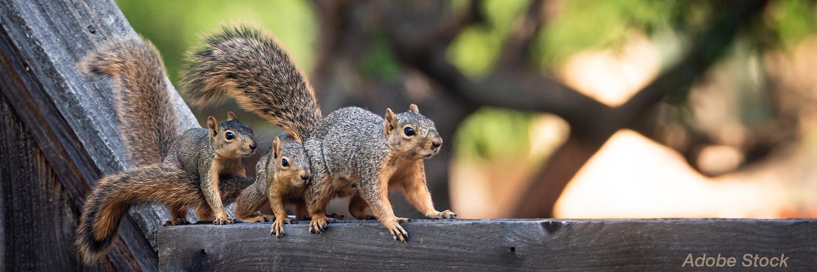 Fox squirrels: family group showing typical charcoal-gray backs
