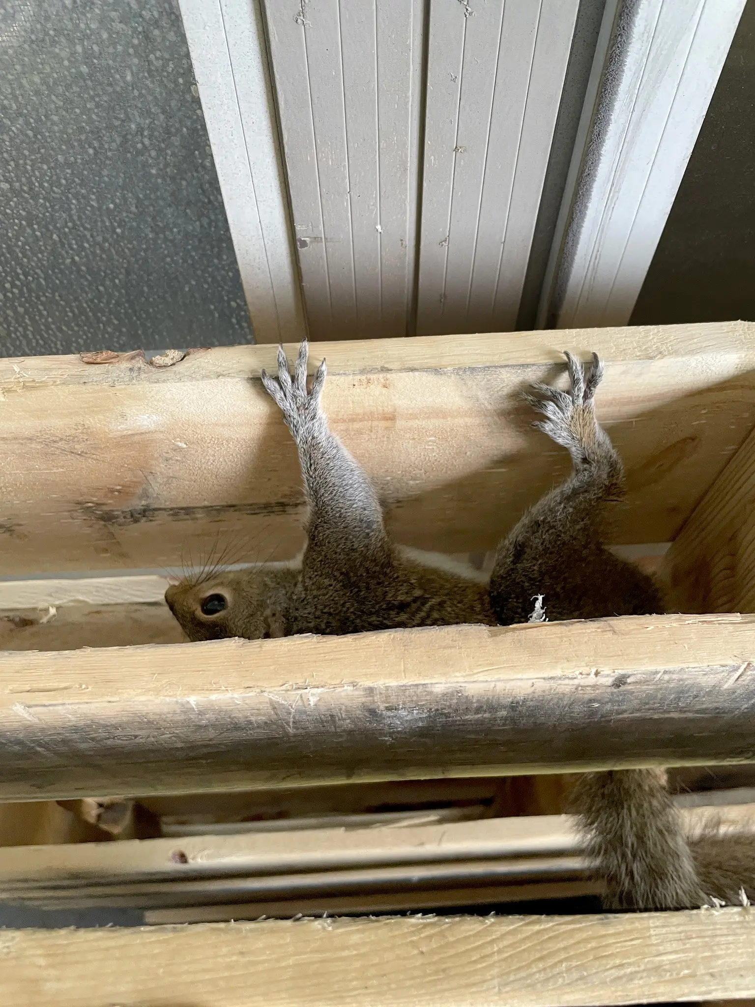 An Eastern Gray Squirrel between wooden framing members inside a roof space, looking toward the camera