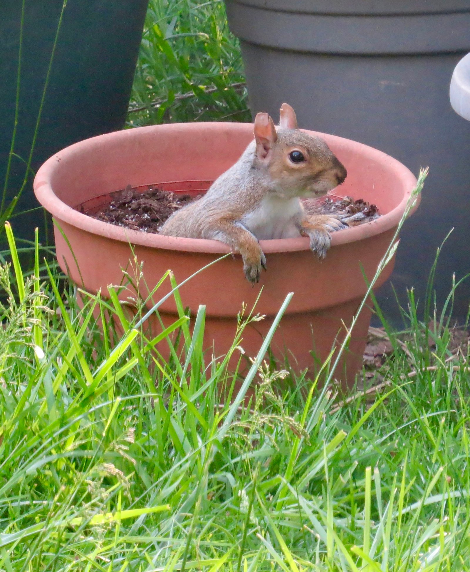 An Eastern Gray Squirrel sitting in a planter