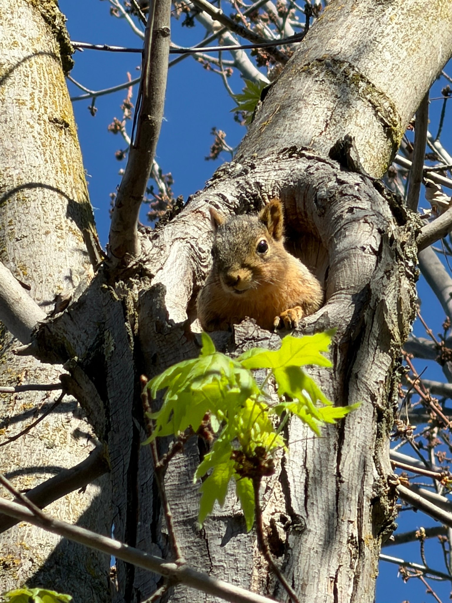 A Fox Squirrel looking out from a tree cavity