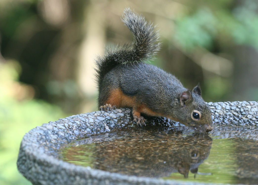 Douglas Squirrel drinking, a small squirrel with a warm orange-toned underside