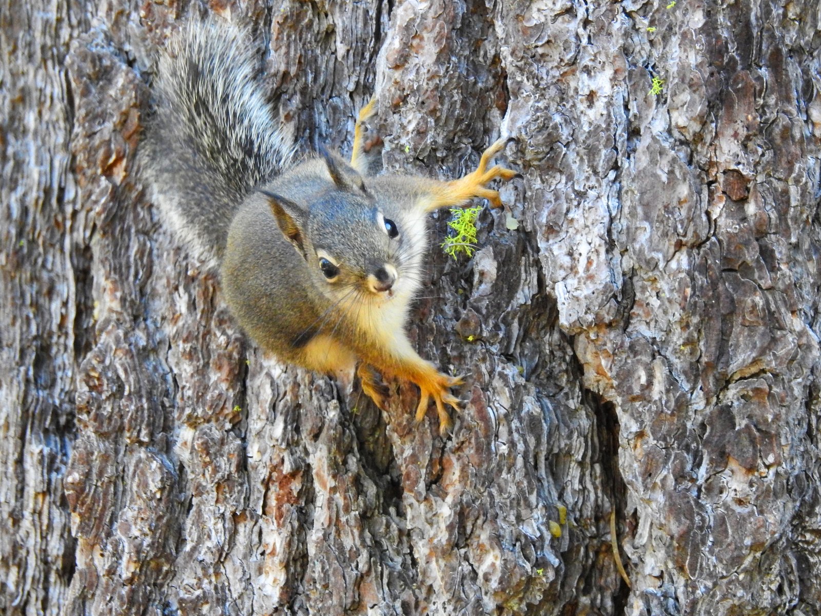 A Douglas Squirrel clinging to tree bark