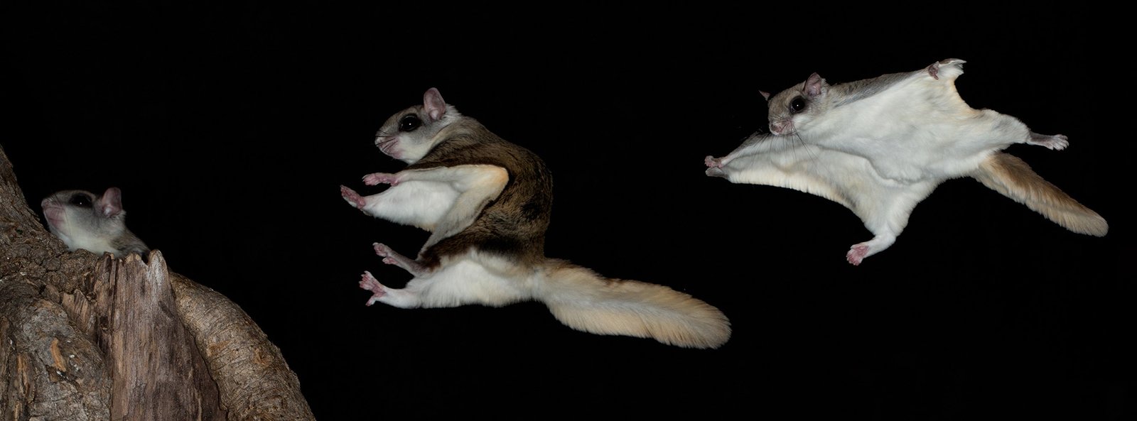 Flying squirrel gliding and landing in sequence