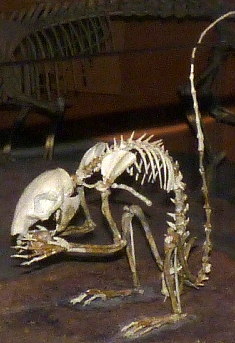 A mounted fossil skeleton of Douglassciurus jeffersoni in a museum display case