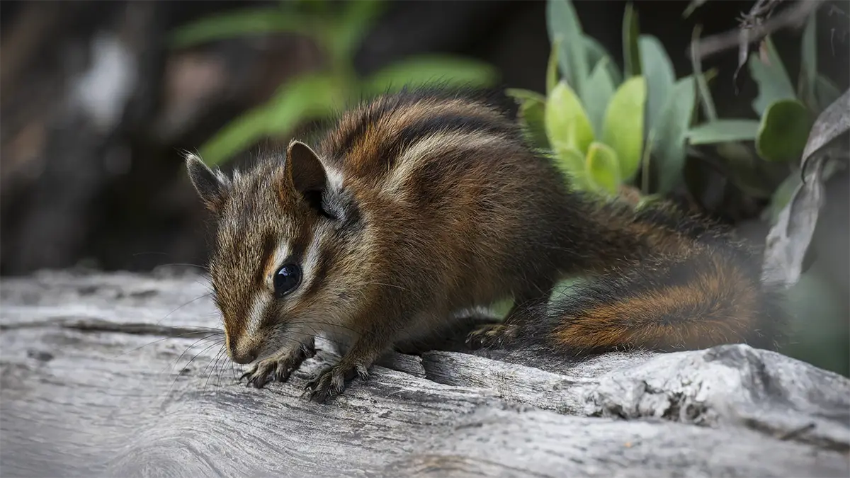 A Sonoma Chipmunk crouched on a weathered log