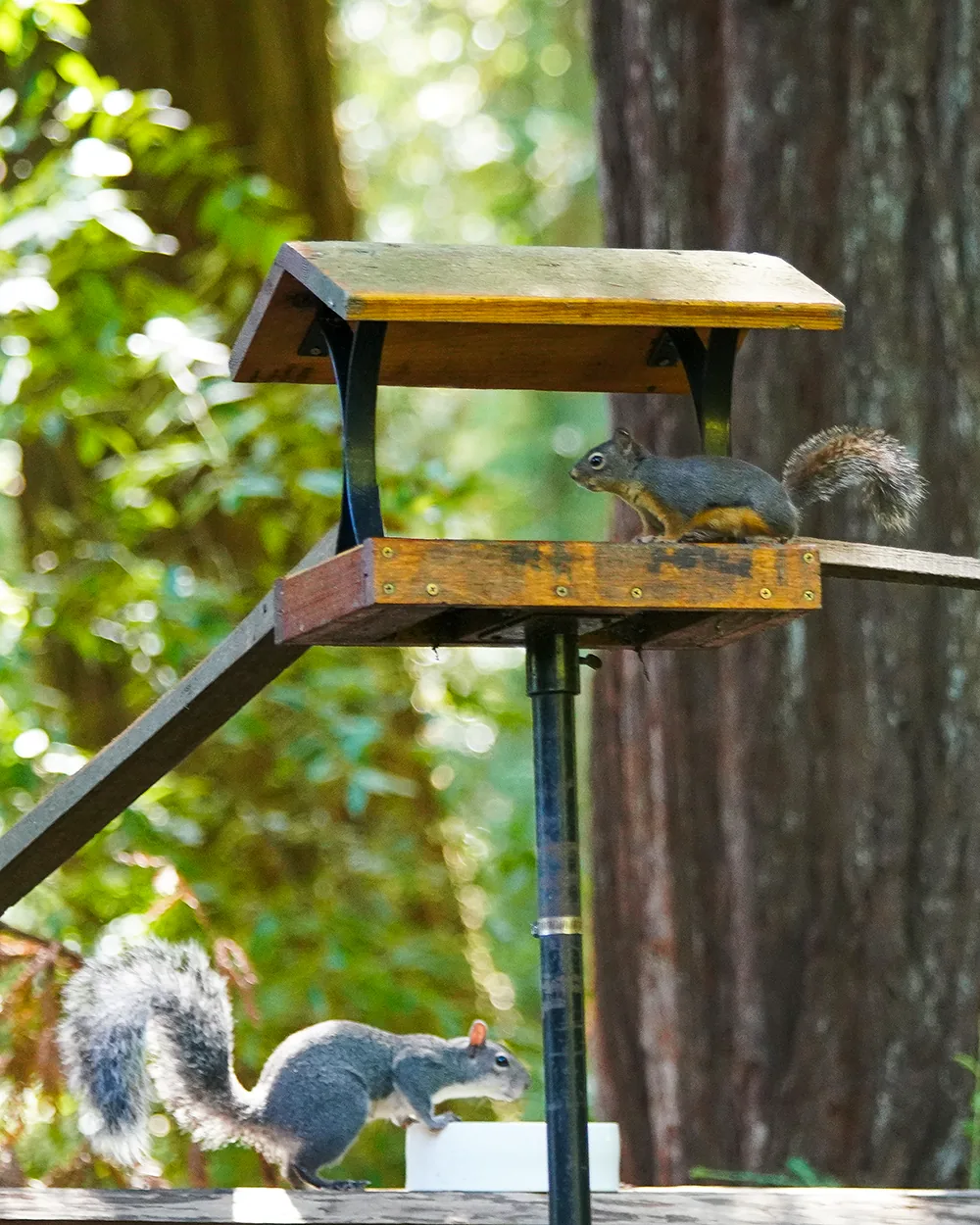 A Douglas Squirrel on a feeder platform and a Western Gray Squirrel on the deck rail below, in a redwood grove