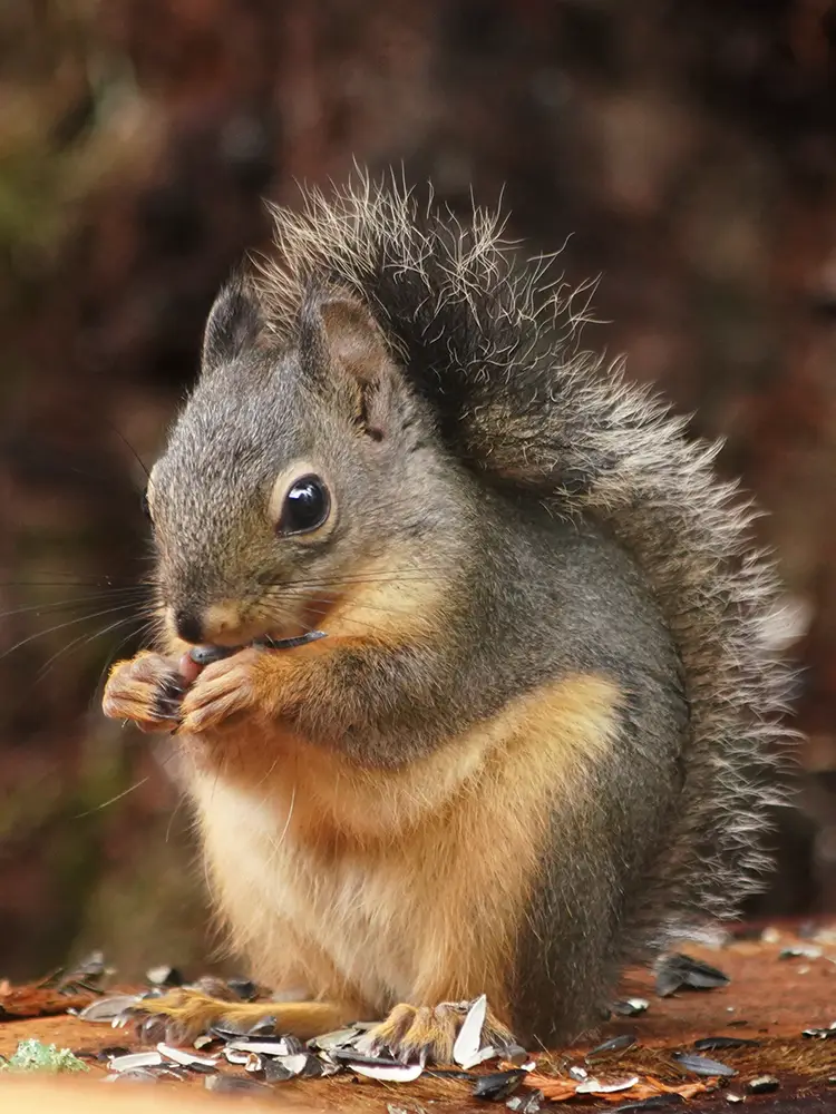 A Douglas Squirrel eating seeds beside a redwood
