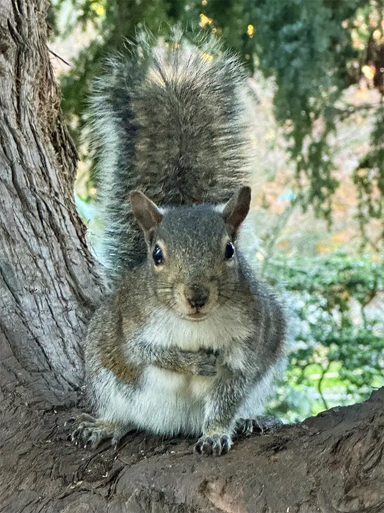 An Eastern Gray Squirrel sitting in the fork of a tree