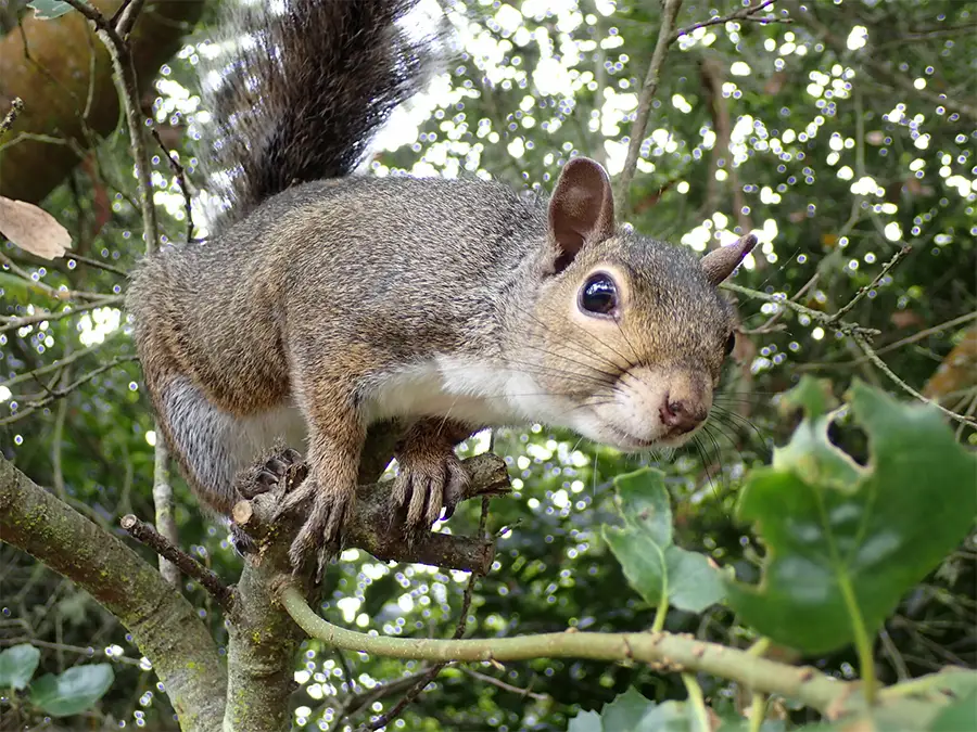 An Eastern Gray Squirrel crouched on a branch, looking toward the camera