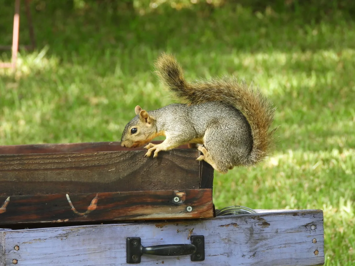 A Fox Squirrel gnawing the wooden edge of a box in a yard