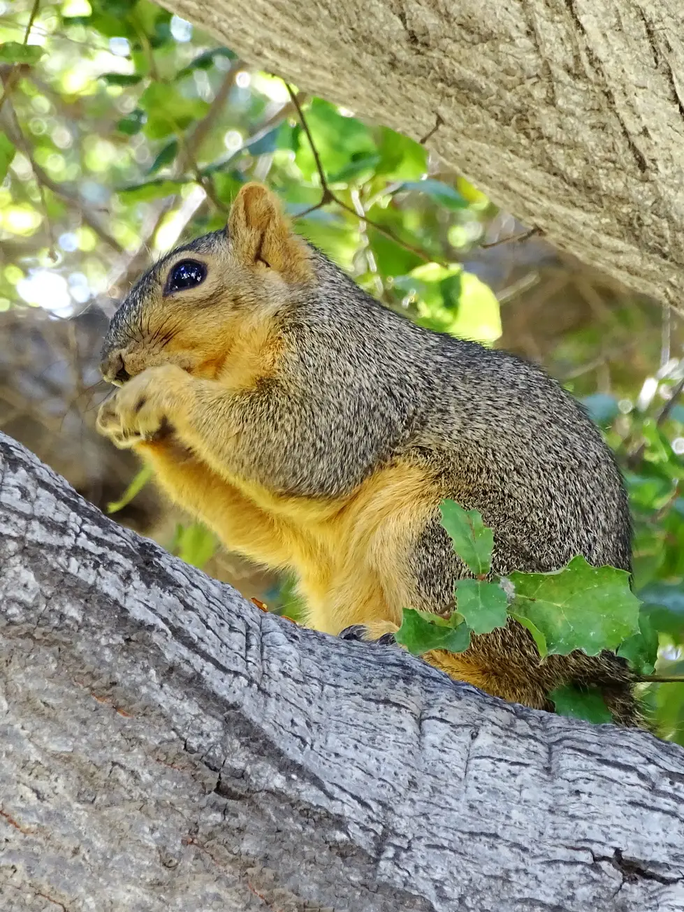 An Eastern Fox Squirrel eating on a tree limb