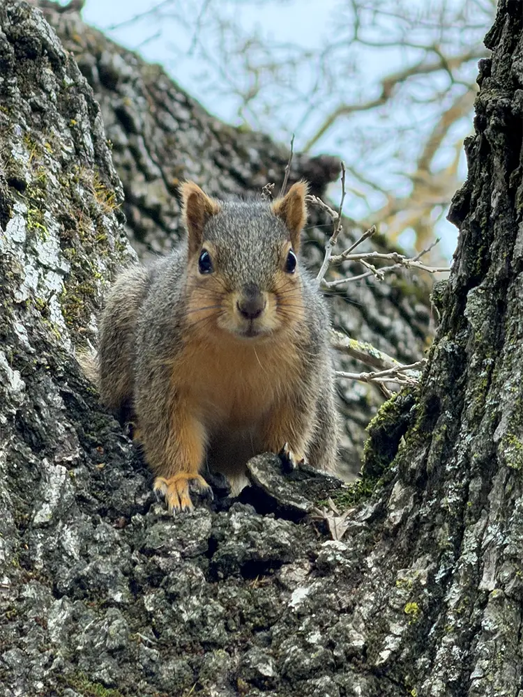 An Eastern Fox Squirrel in the fork of a tree, looking at the camera
