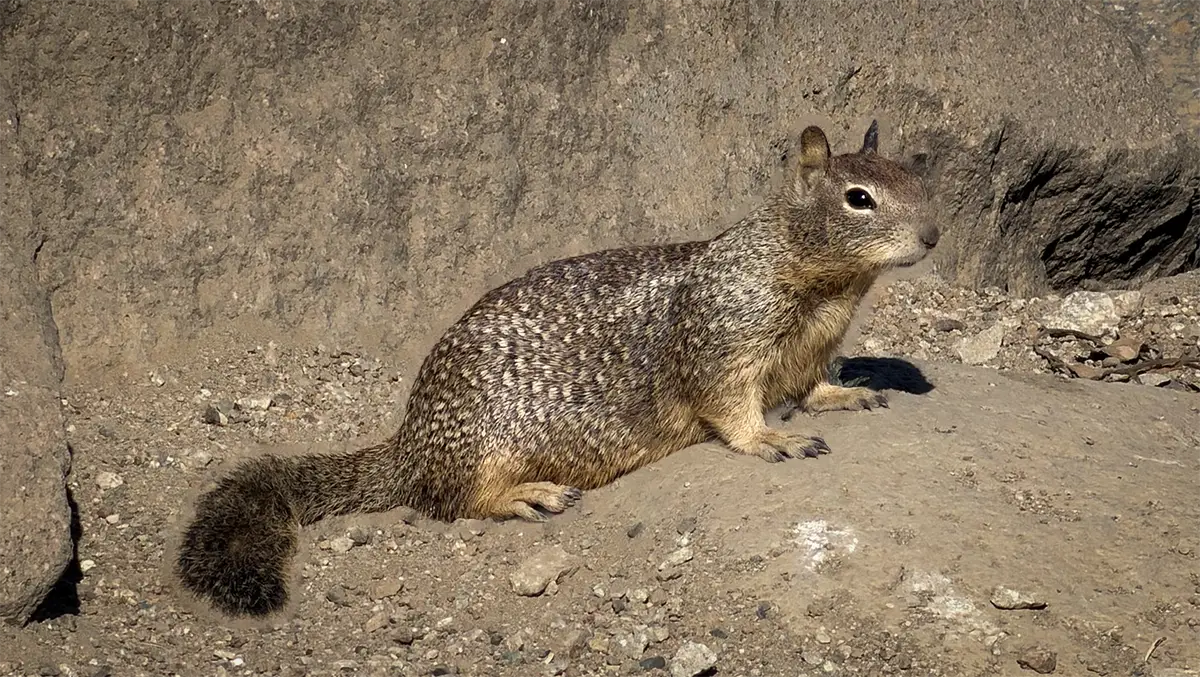 A California Ground Squirrel resting on bare, rocky ground