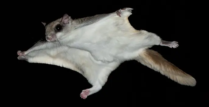 A flying squirrel gliding with its legs spread