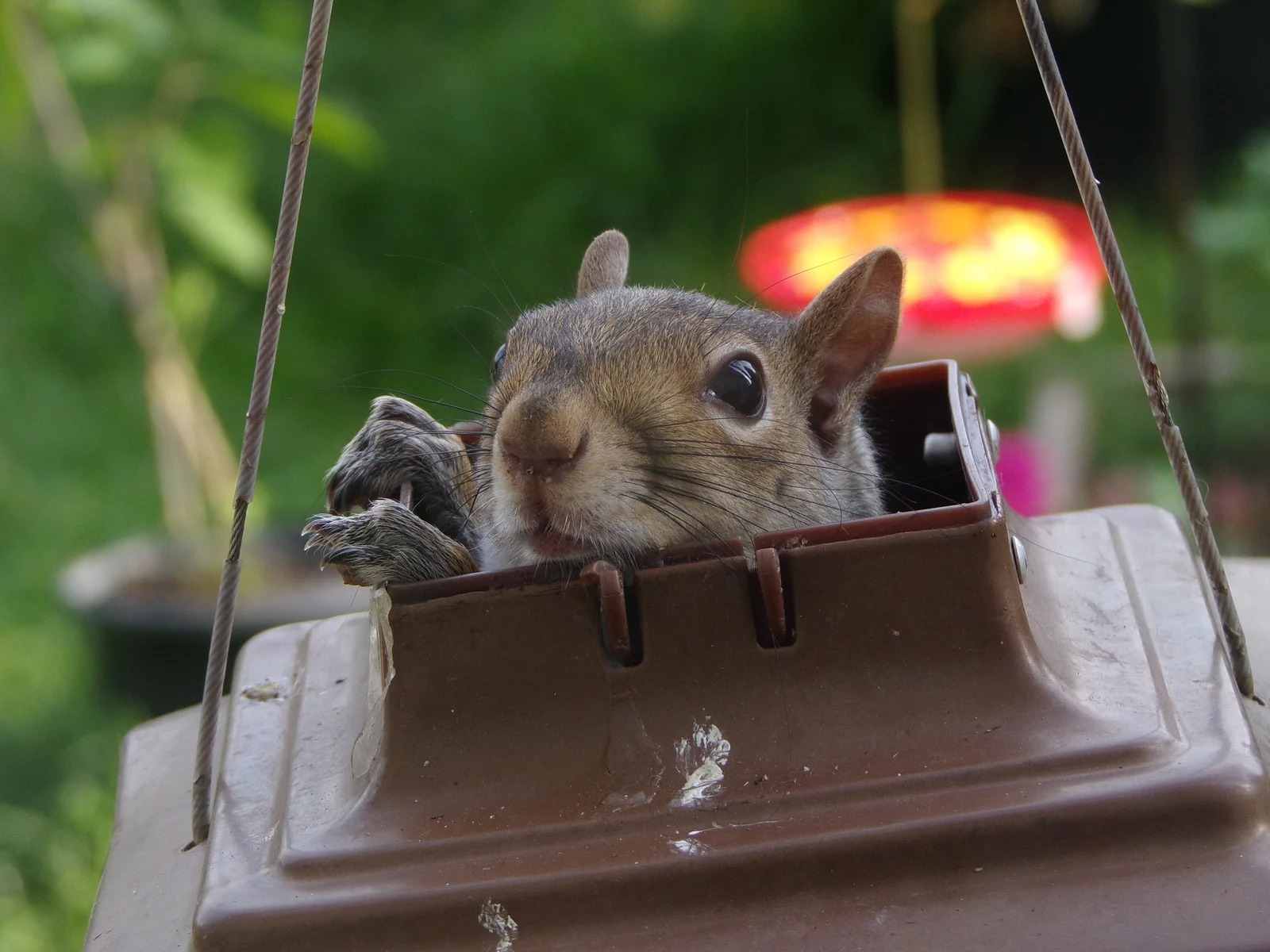 An Eastern Gray Squirrel peeking out of a bird feeder