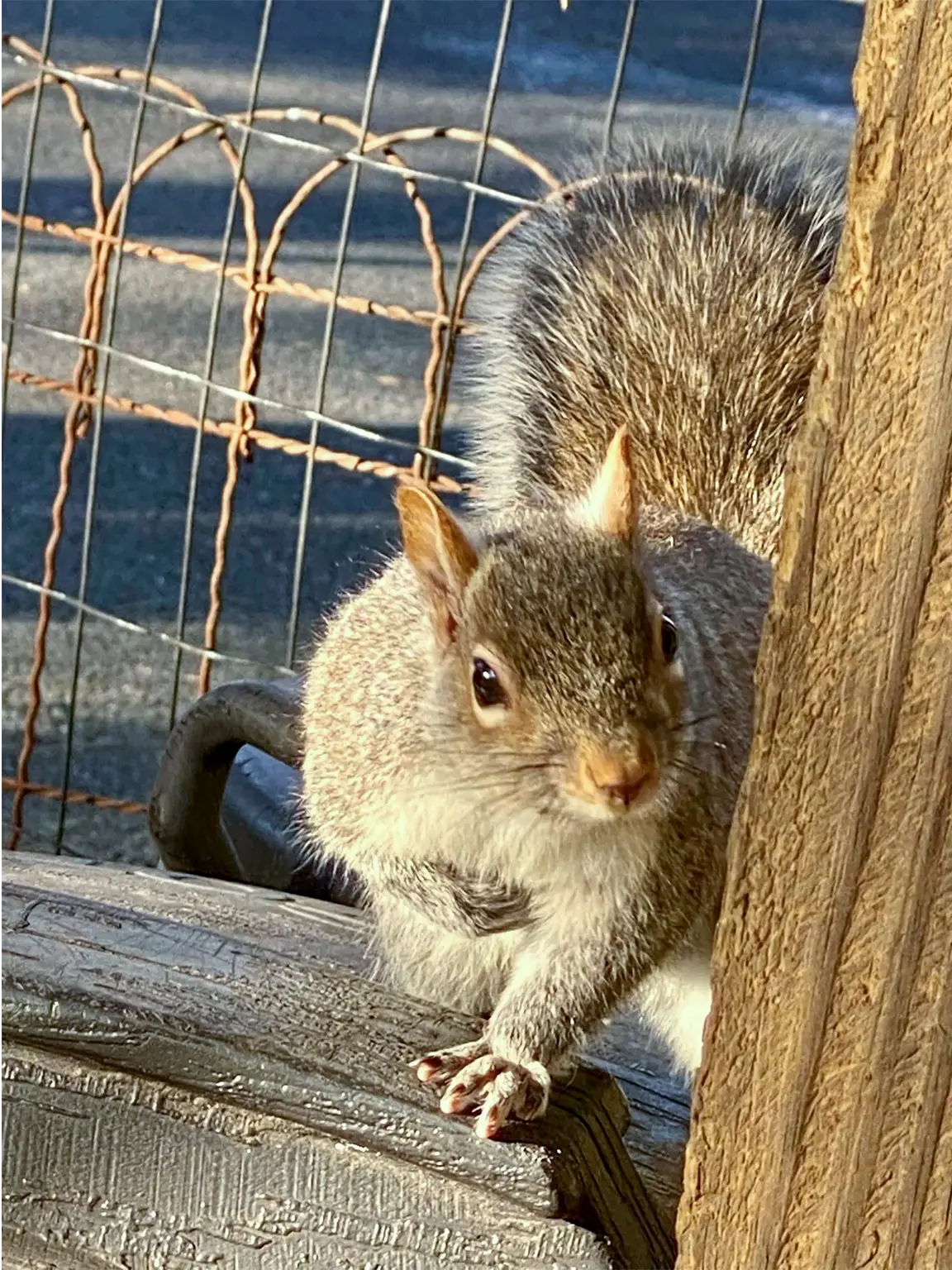 An Eastern Gray Squirrel peering around a wooden post, a wire fence behind it