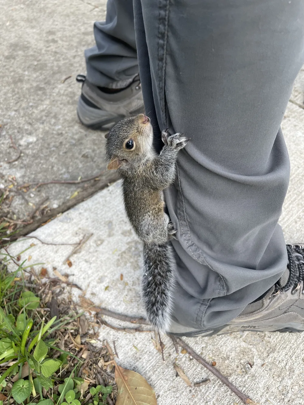 An Eastern Gray Squirrel climbing a person’s pant leg