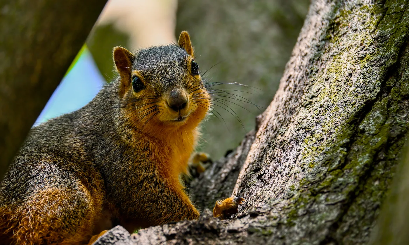An Eastern Fox Squirrel on a mossy branch, looking at the camera