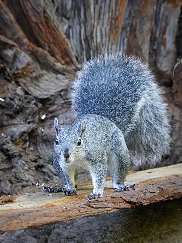 A Western Gray Squirrel on a log in front of a redwood trunk
