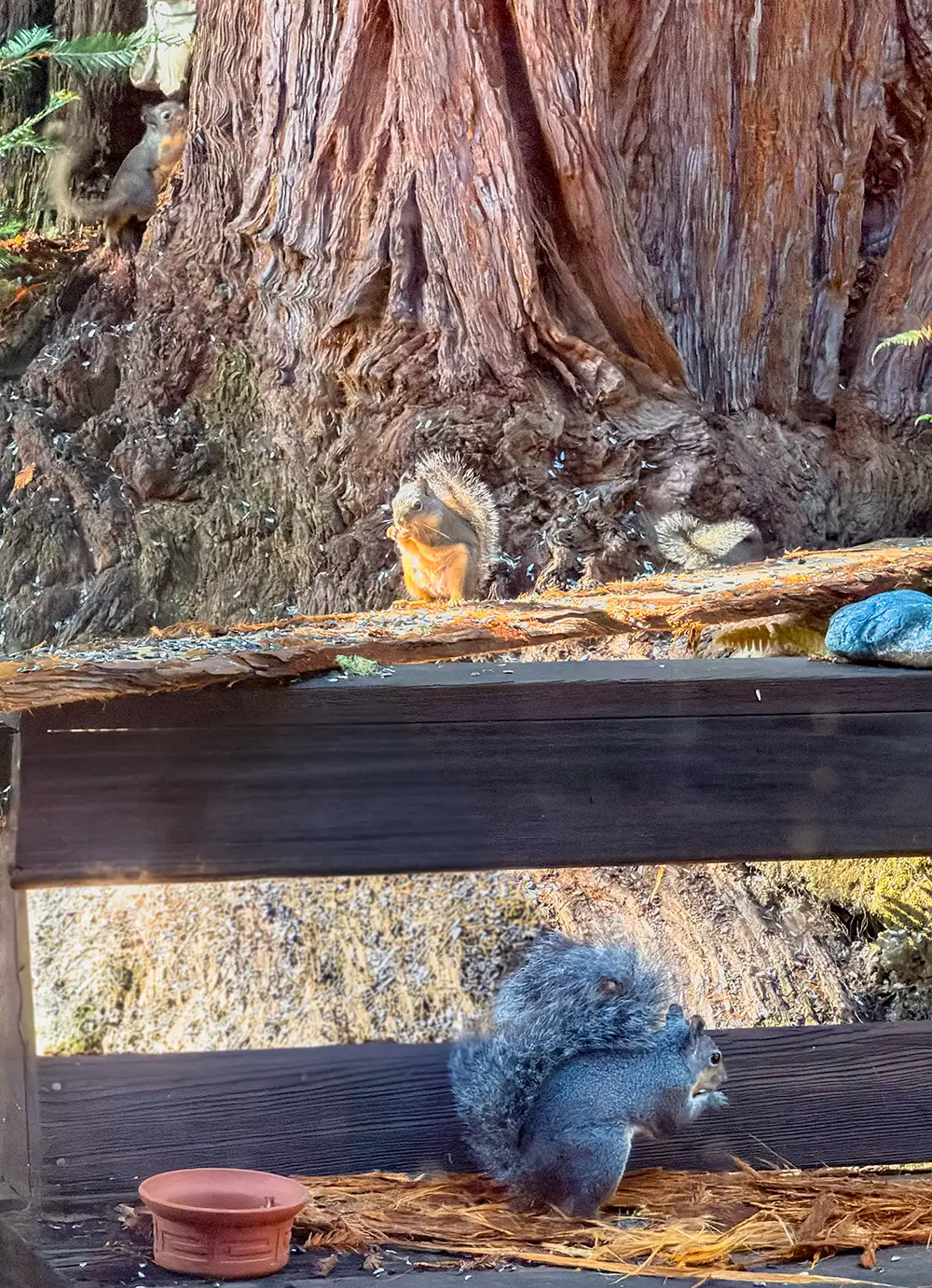 A redwood glen: Douglas Squirrels on the trunk and log above, a Western Gray Squirrel on the deck below